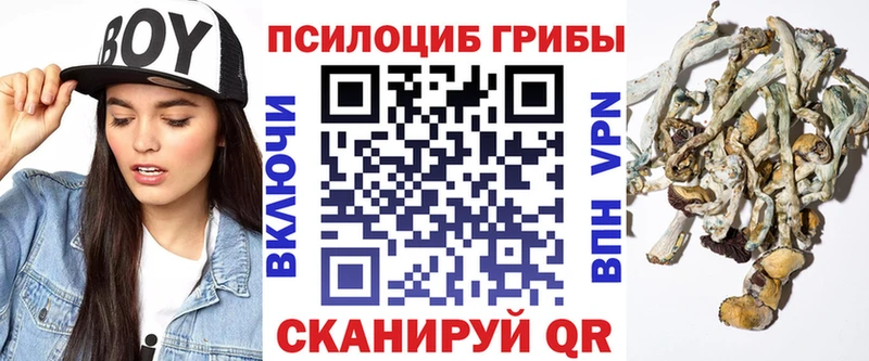 Галлюциногенные грибы Psilocybine cubensis  Купить где  Менделеевск 